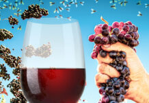 I Lived with a Fruit Fly Infestation. It Was Totally Worth It.