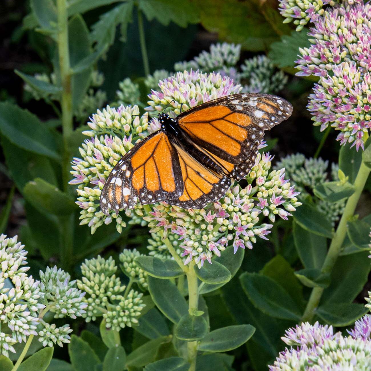 A vibrant monarch butterfly with orange and black wings feeds on purple sedum flowers in Brampton 1860's summer gardens, showcasing the property's Certified Wildlife Habitat designation.