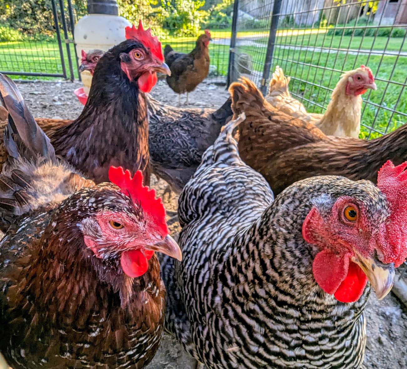 Heritage breed chickens with colorful red combs and varied plumage patterns in their coop at Brampton 1860, providing fresh eggs for the inn's farm-to-table breakfast.
