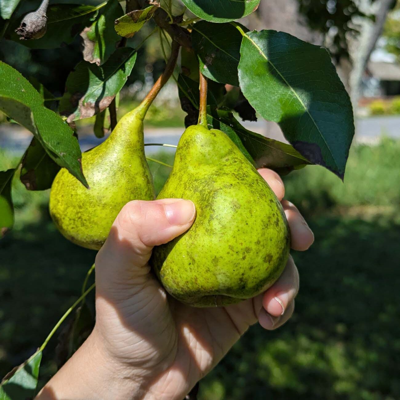 Hands cupping ripe green pears hanging from a tree branch at Brampton 1860, demonstrating the property's fruit trees available for guest picking.