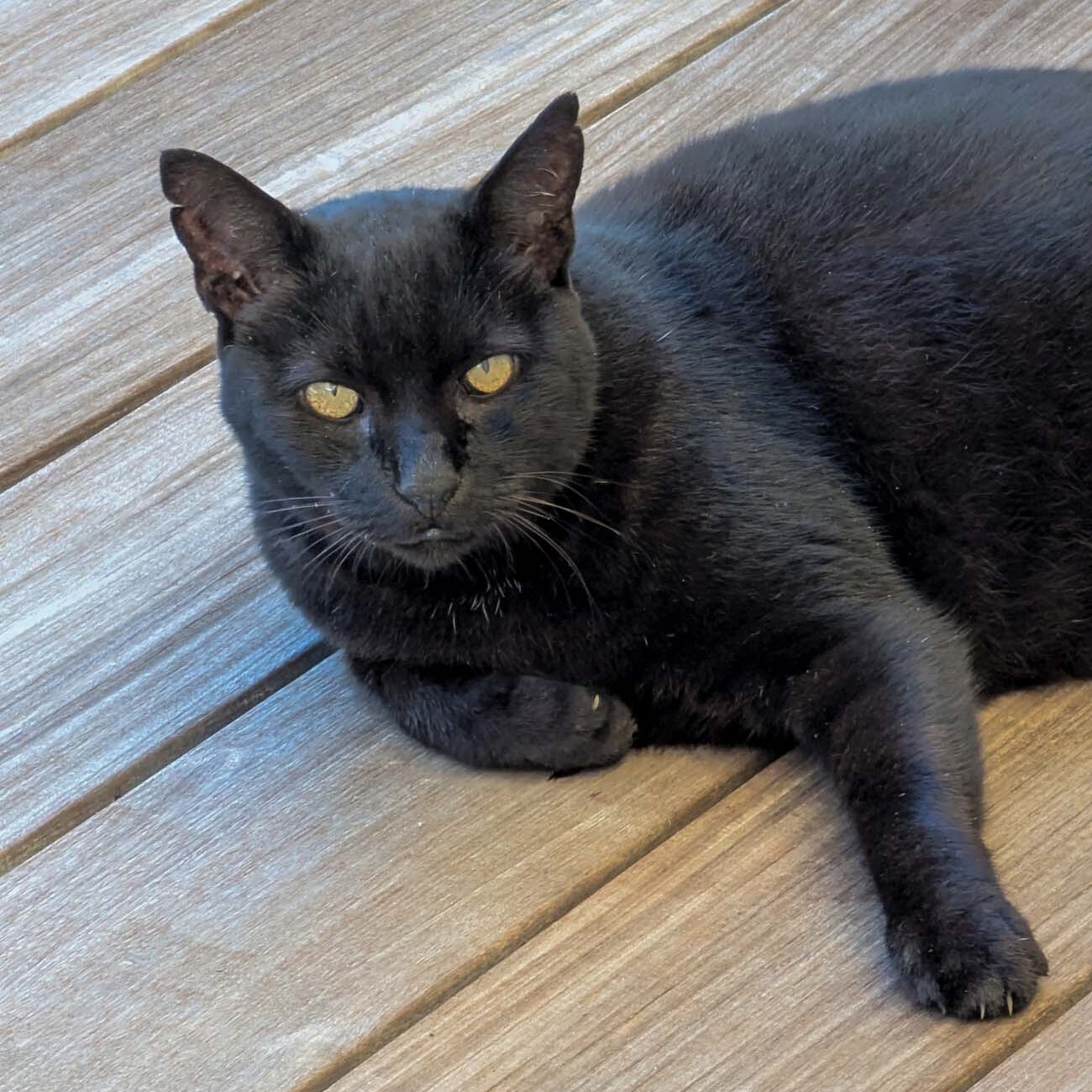 Squeaky, Brampton 1860's 14-year-old black cat with bright golden eyes, lounging confidently on wooden decking, embodying his role as the property's feline ambassador.