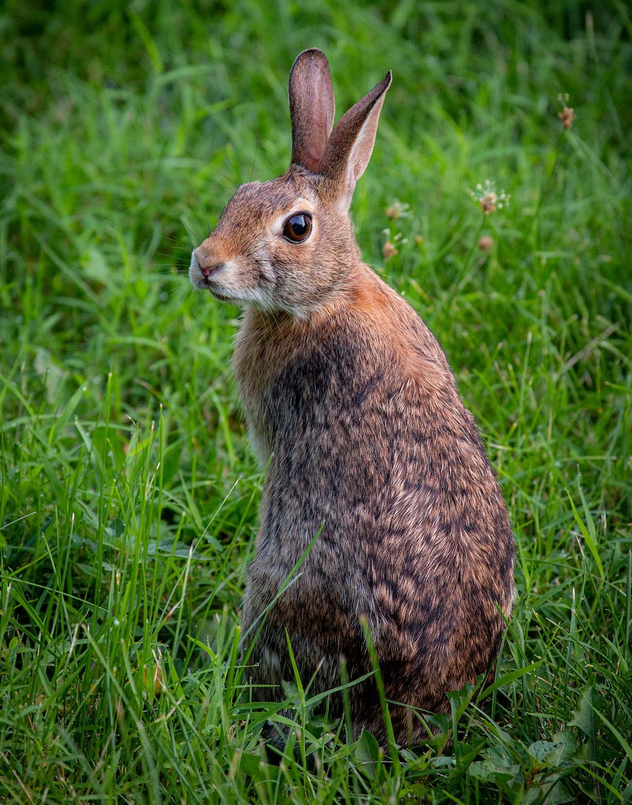 Close-up portrait of a wild cottontail rabbit sitting upright in tall green grass, showcasing its brown and gray fur with darker markings, large dark eye, prominent upright ears, white chest fur, and alert expression against a soft-focused natural meadow background with scattered wildflowers and varying shades of green vegetation.