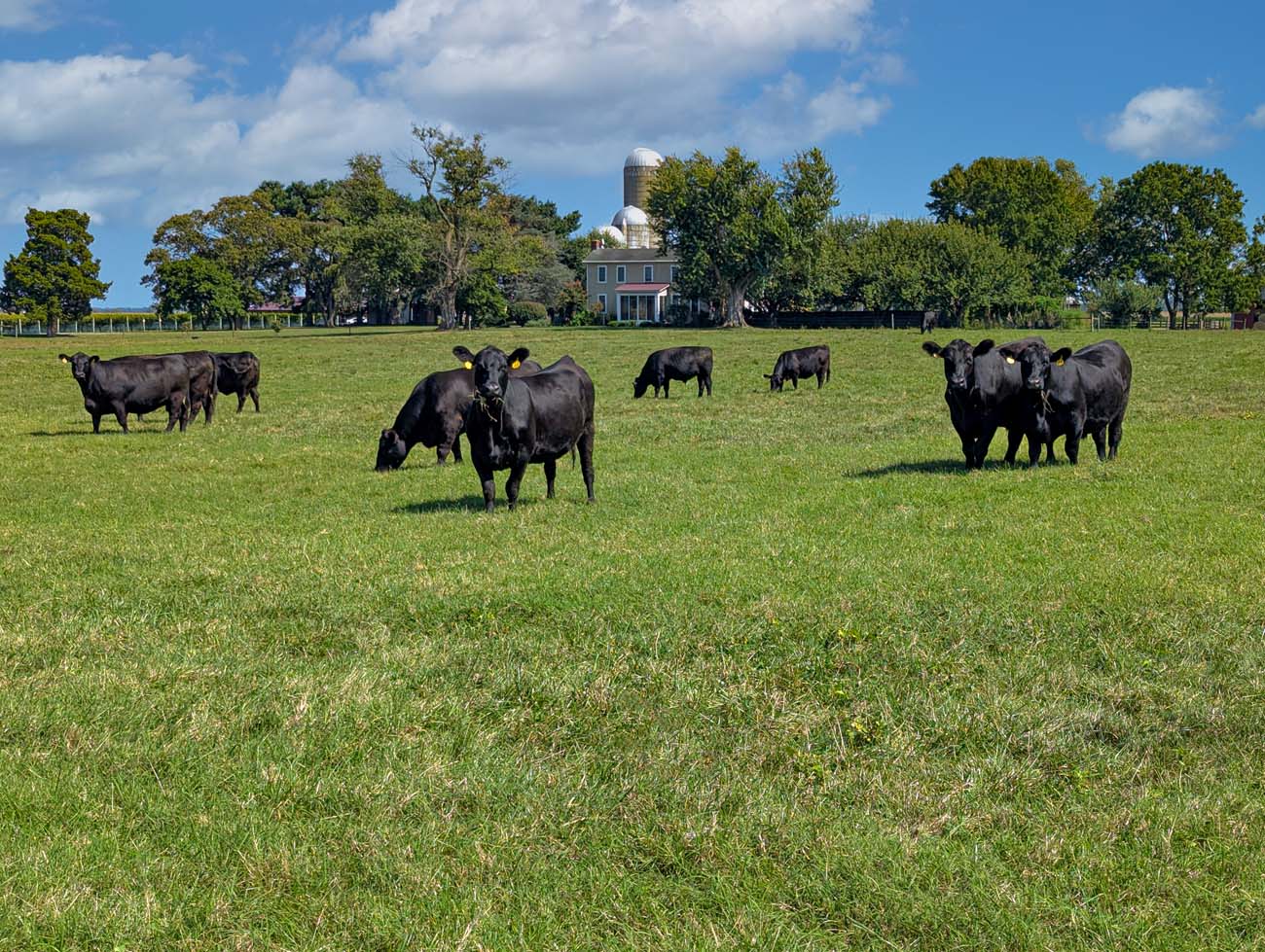 Pastoral countryside scene at Crow Vineyard showing a herd of black Angus cattle grazing in a lush green pasture under a bright blue sky with puffy white clouds, with a historic two-story house featuring gray siding and a tall cylindrical silo in the background, surrounded by mature trees and rural farmland landscape typical of Maryland's Eastern Shore region.