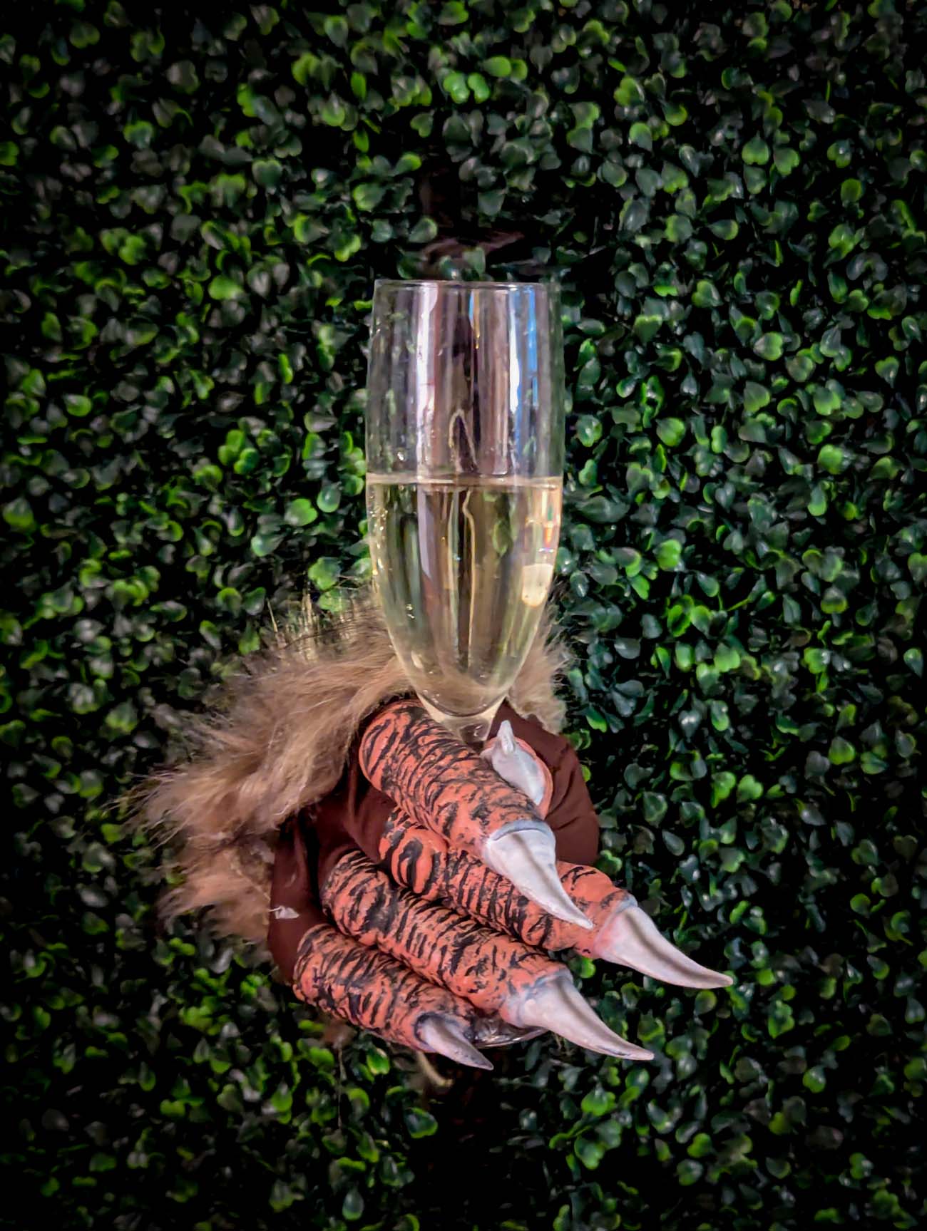 Close-up of furry brown monster glove with tiger-striped claws holding champagne flute against green ivy wall, showing the playful Halloween spirit