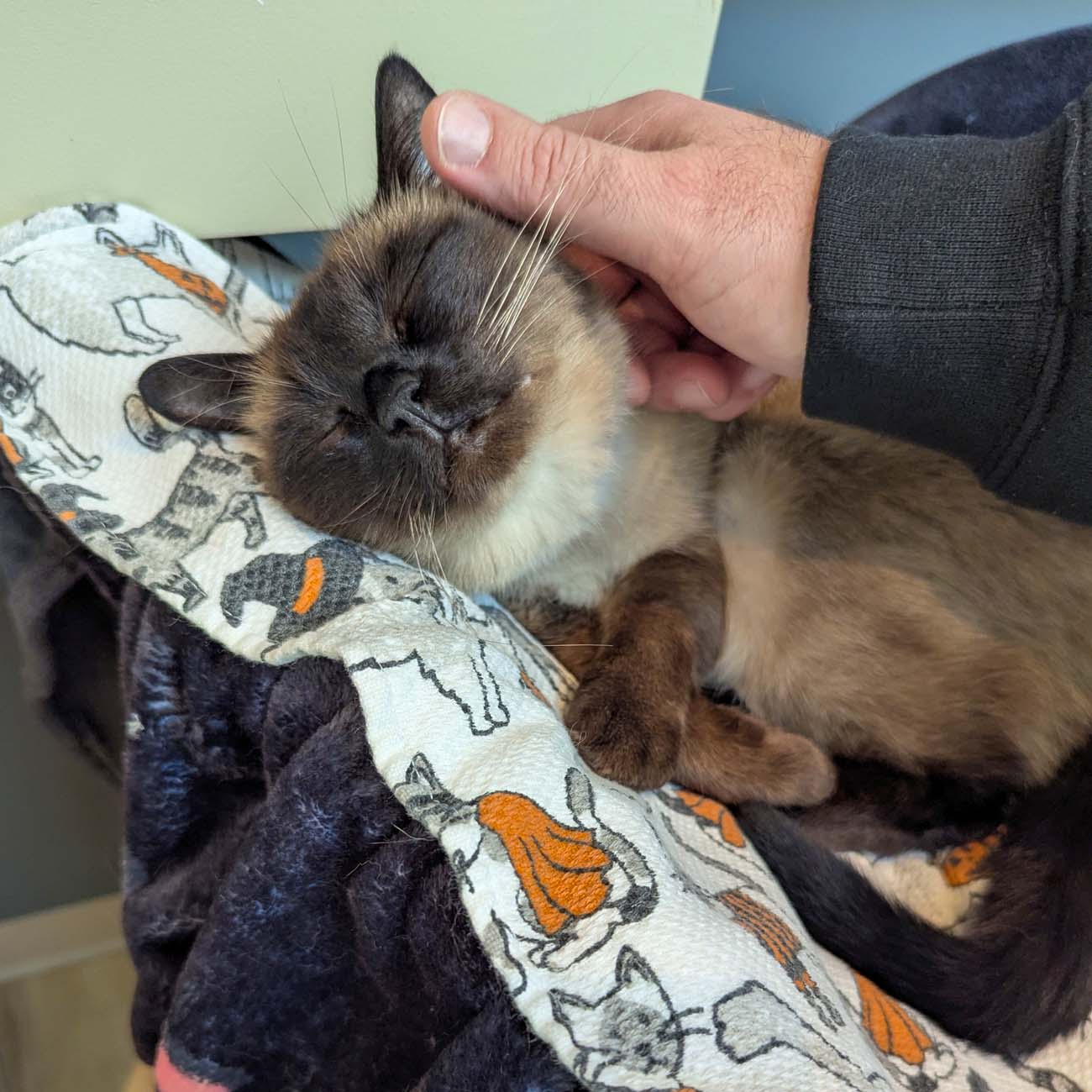 Siamese cat with dark face and cream body receiving head scratches from visitor's hand, cat's eyes contentedly closed, sitting on lap covered with cat-patterned blanket in indoor cat cafe setting