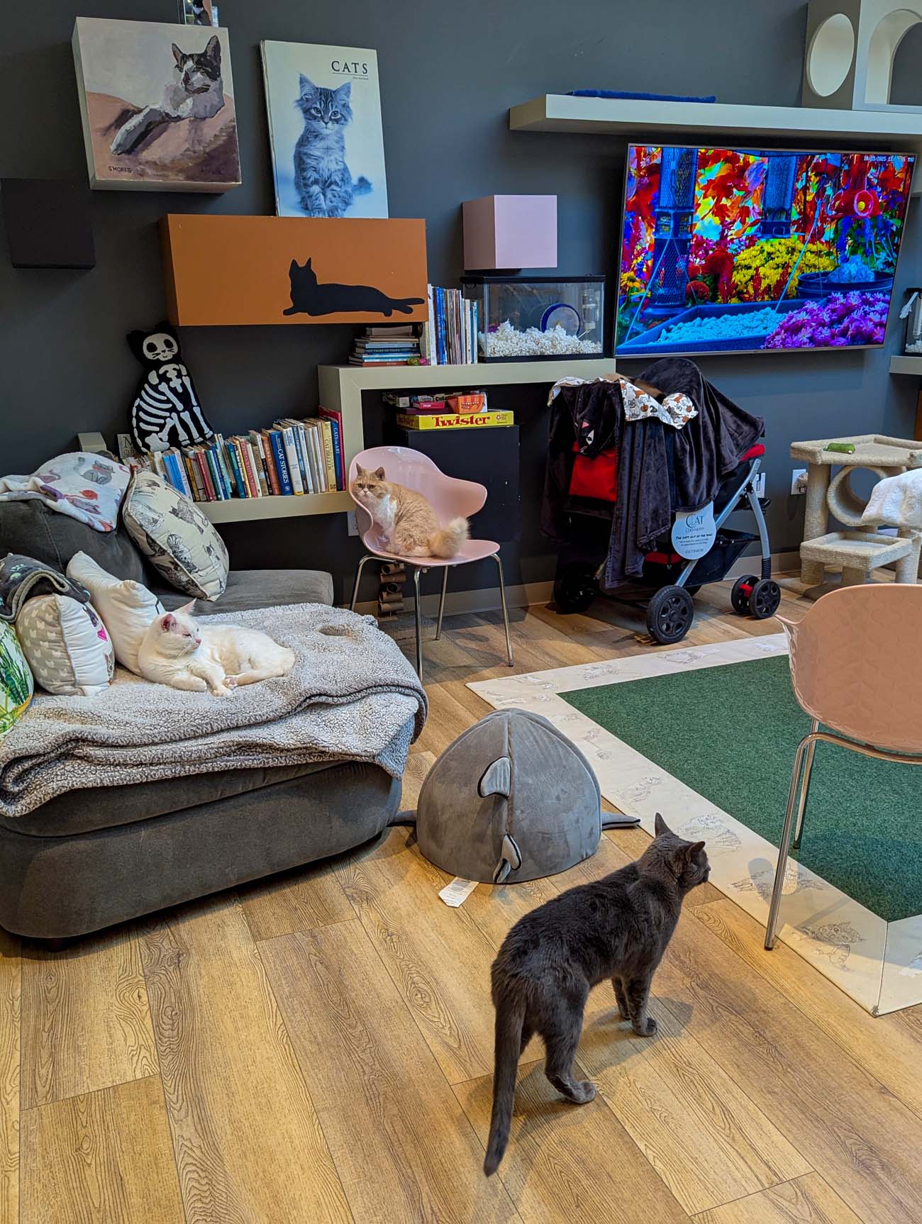 Cat Colloquium lounge interior with gray walls, multiple resident cats lounging on furniture including orange tabby in pink chair and white cat on ottoman, cat artwork on walls, bookshelves, TV screen showing aquarium, cat tree and toys throughout modern space