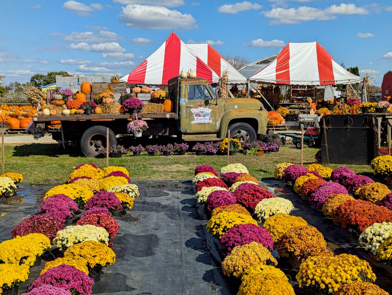 Lockbriar Farms autumn display with vintage green truck loaded with pumpkins and mums, red and white striped tent canopies in background, rows of colorful chrysanthemums in yellow, burgundy, orange and white arranged on ground, fall harvest decorations with corn stalks