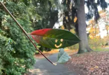 Slog AM: Katie Wilson’s Transition Team, SIFF Executive Director Out, Trump and Mamdani Meet at White House Tomorrow